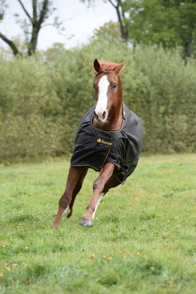 Black Irish Turnout Extra J704