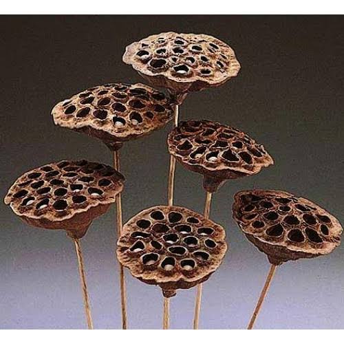 Natural Lotus Pod Stems J9753
